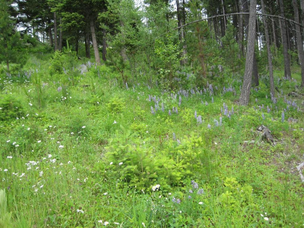 Wild Nature B&B Kelowna Exteriör bild